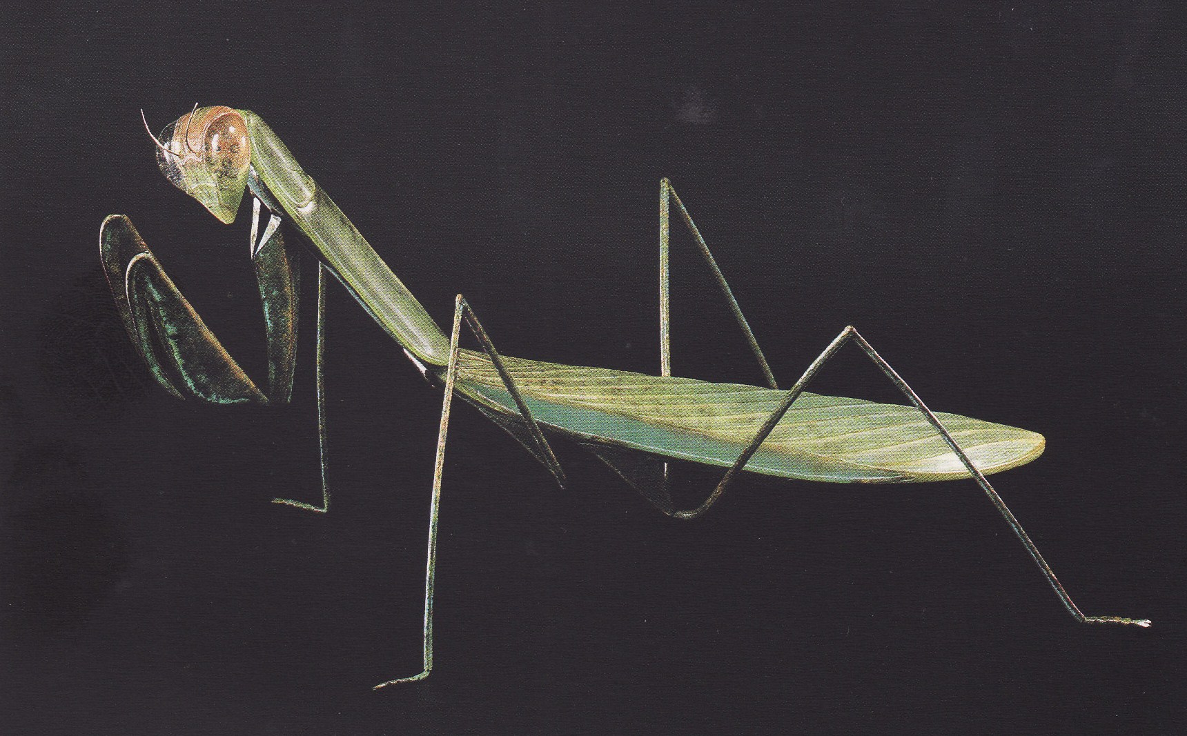 Shin-ichi Higuchi praying mantis